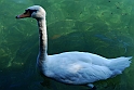 Lago di Como_219